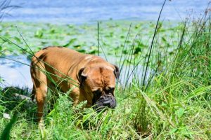 なぜ犬は草を食べるの?草を食べるのは普通?