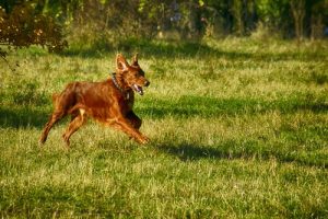 犬を公園で遊ばせる際の8つのマナー違反