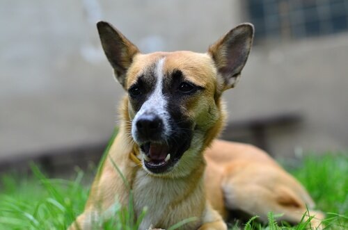 草むらの中の犬