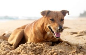 びっくり!兄弟の遺体を埋葬してあげた犬