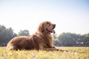 愛犬のうんちを見て健康チェックをしよう!