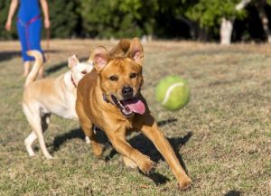 愛犬に「物を取ってきてもらう」しつけを教えよう