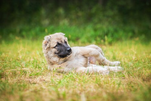 寝転ぶ犬 マナー違反