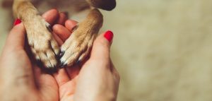 孤独を解消するペットとの暮らし