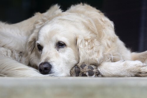 床に座り込む犬 心雑音