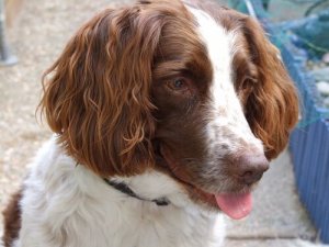 愛犬は大丈夫?耳の感染症にかかりやすい犬種