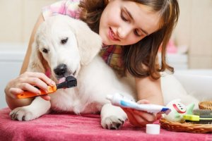 犬に最適な歯磨き粉とは?