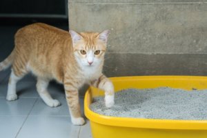 猫の留守番について:注意点はこれ!