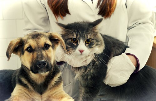 犬と猫