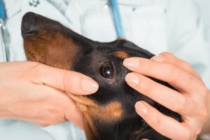 動物の目の検査について