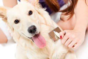 愛犬の毛が抜けてきた時はどうすればいいの?