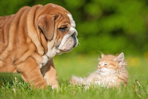 犬と猫