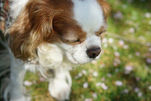 毒にさらされた犬 犬の応急処置