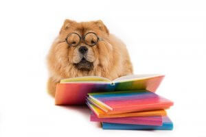 最も心の知能指数の高い動物ってなに?