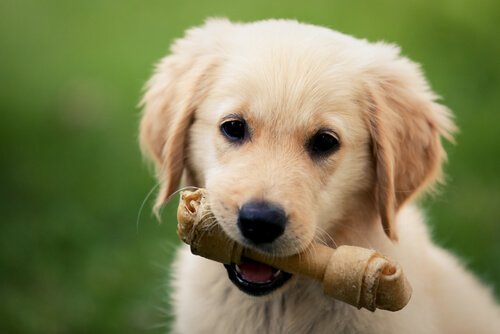 おもちゃを咥える犬