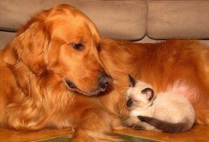 大切なペットの健康を守るコツ