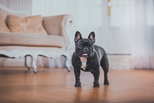 フレンチブルドッグ 犬 理想のパートナー