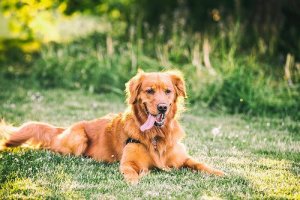 知ってました?犬についての間違った思い込み10選