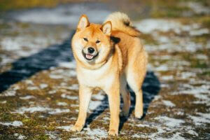 美しい北の大地のジャパニーズドッグ:北海道犬について