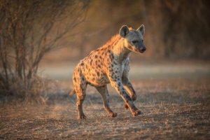 メスが群れを率いる5種類の動物