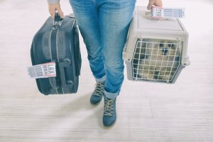ペットをキャリーケースに慣れさせよう