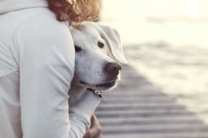 発情期における雌犬の行動と習性