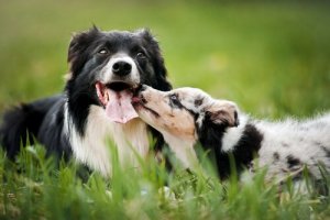新しい犬を家族の一員として迎え入れるときに知っておくこと