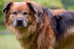 愛犬の「申し訳なさそうな顔」の心理とは?