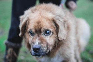 目が見えない犬のお世話と気をつけるべきポイント