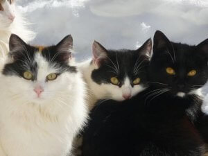 招き猫のモデル:ジャパニーズボブテイル