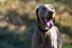 犬の乳腺腫瘍を予防するにはどうしたらいいの?
