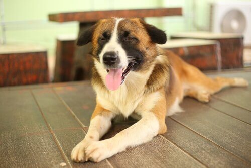 目の見えない犬