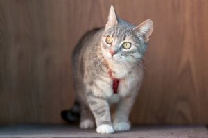 猫にも首輪をつけた方が良いの?