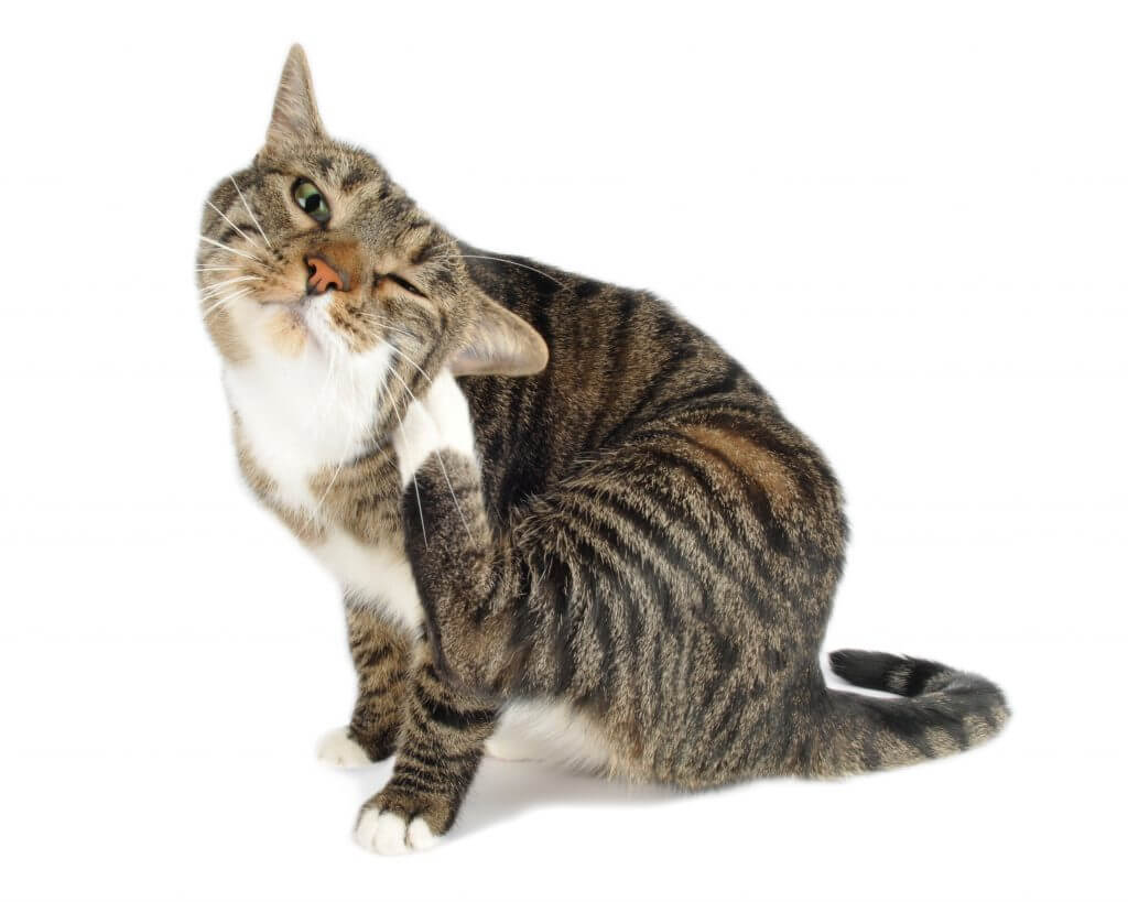 掻きむしる猫