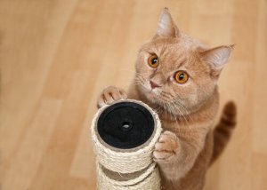 あなたの猫も覚えられる!猫に教えられる4つのしつけ