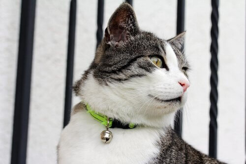 ベルのついた 首輪 猫
