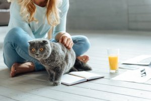 ネコと一緒に暮らすための6つのルール