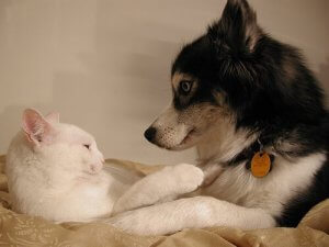 犬や猫のための避妊薬についてのすべて!