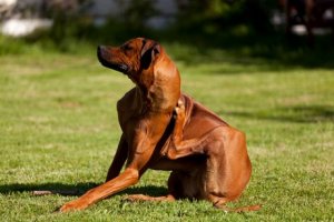 犬毛包虫症:原因と症状、そして治療法