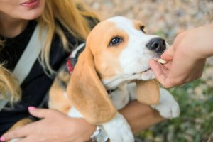 あなたの愛犬に最適な食事とは?