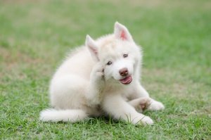 犬の掻痒症(そうよう症)について知っておこう!