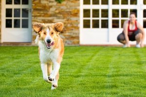 犬が家から脱走しないようにしつける方法