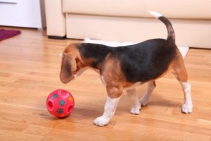 ワンちゃんも飼い主も楽しい!お家で簡単に作れるオモチャ