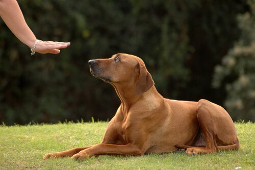 犬 をしつけよう 申し訳なさそうな顔