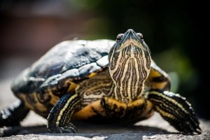 絶滅危惧種のカメについて学ぼう