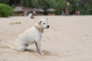 犬のてんかんってどんなもの?治療はどうする?