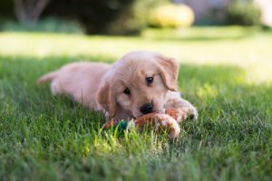 子犬を家に迎える最適な時期はいつ?