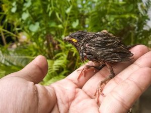 事故にあった野生の小鳥に正しい方法でエサを与えてみよう