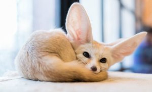 知っておきたいキツネ4種