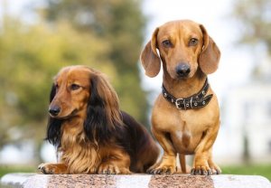 FCI第4グループの犬:ダックスフンド